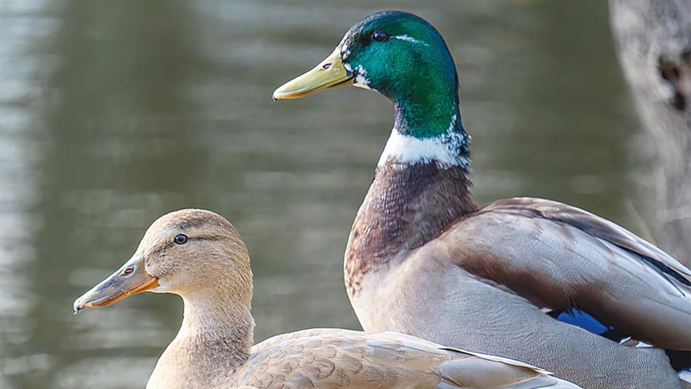 Die Zahl der Stockenten in Ostfriesland nimmt ab.  © Foto: Pixabay