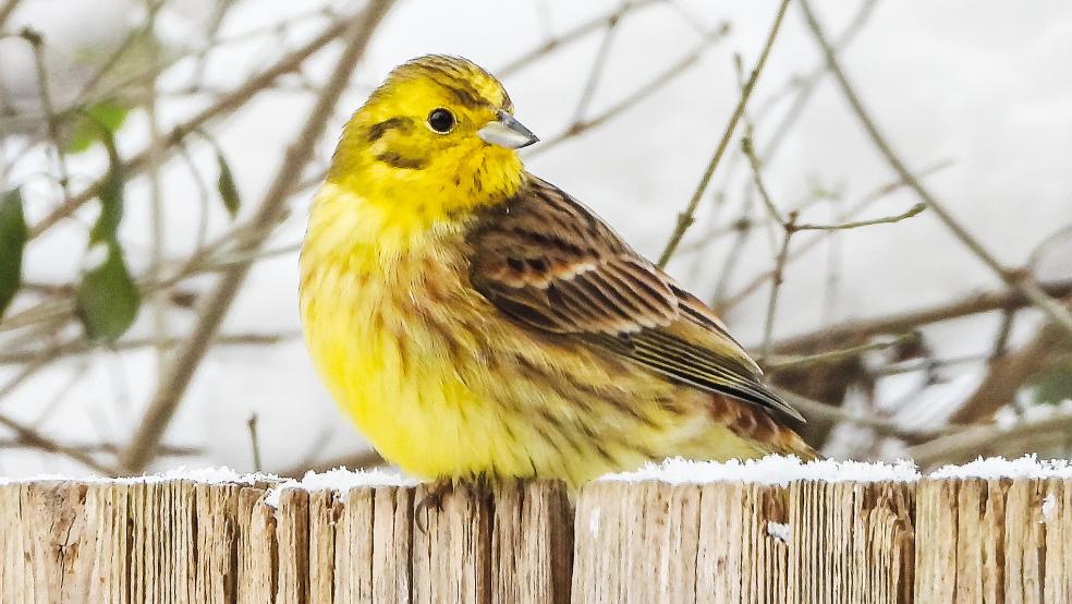 Die Goldammer wurde in diesem Jahr sieben Mal im Landkreis Leer gesichtet.  © Foto: Kathy Büscher