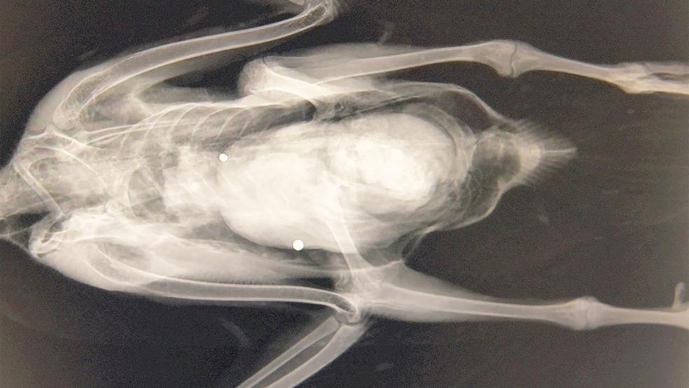 Die Röntgenaufnahme dieser tot gefundenen Blässgans zeigt laut dem »Wattenrat« zwei Schrotkörner unterschiedlicher Kaliber im Körper.  © Foto: privat