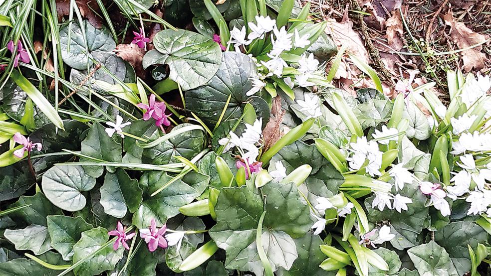 In Stadskanaal, Blijham und Oostwold können wieder Schneeglöckchen bewundert werden.  © Foto: Internationale Dollart Route