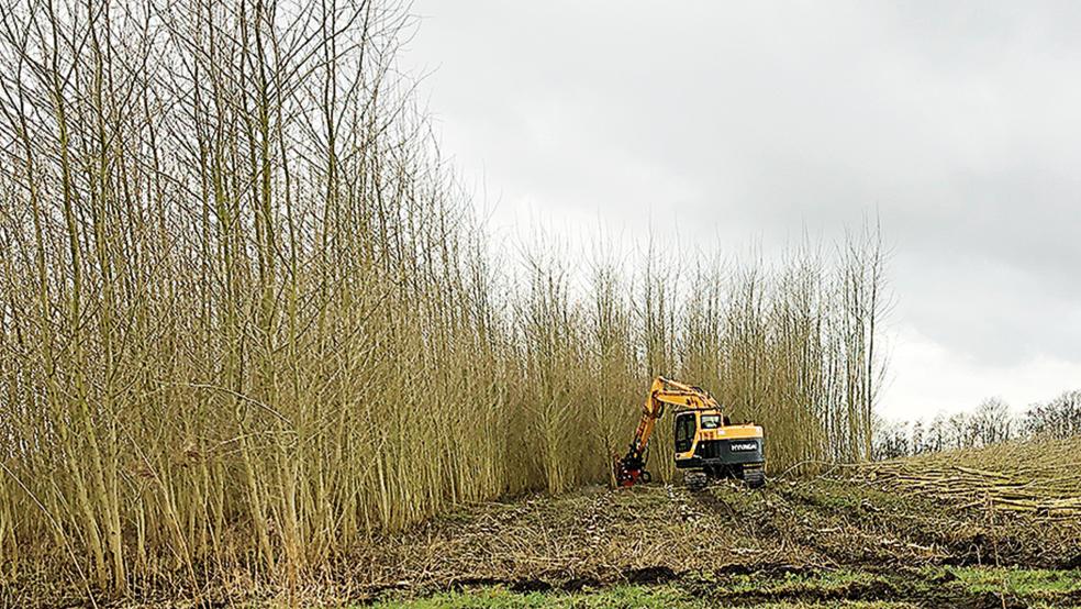 Im Frühjahr 2025 wurden die Pappeln zum zweiten Mal geerntet.  © Foto: Landkreis Leer