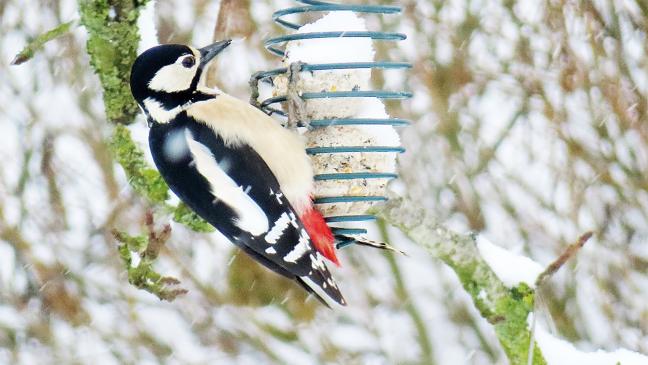 Vögel im Winter füttern