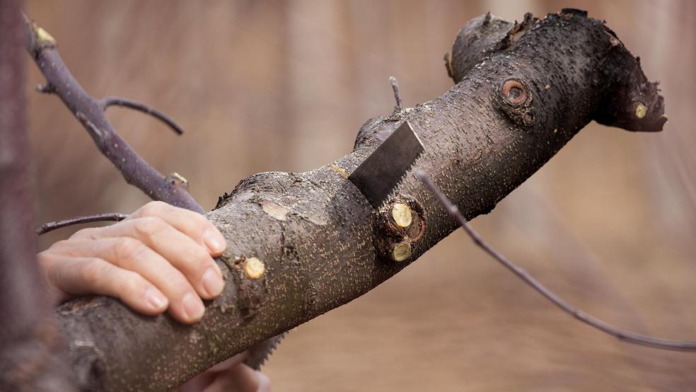 Ein Gehölz- und Strauchschnitt ist ab dem 1. März grundsätzlich nicht mehr erlaubt. © Symbolfoto: Pixabay