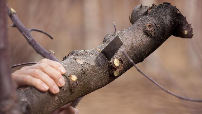 Strauchschnitt noch bis Ende Februar