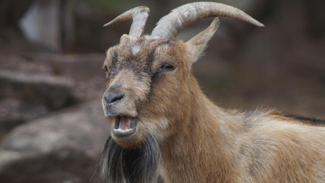 Jauelmorsen - Vom Klagen auf hohem Niveau