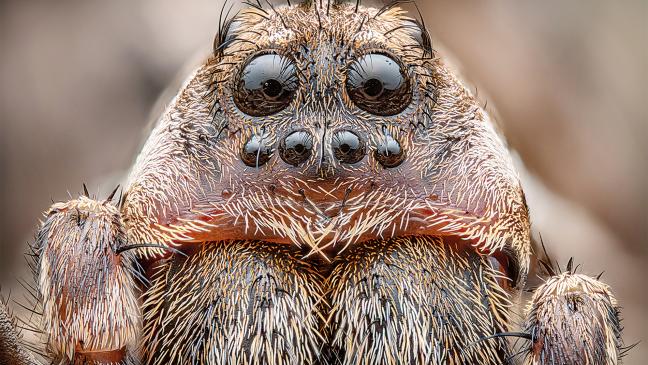 Naturfoto-Schau verlängert