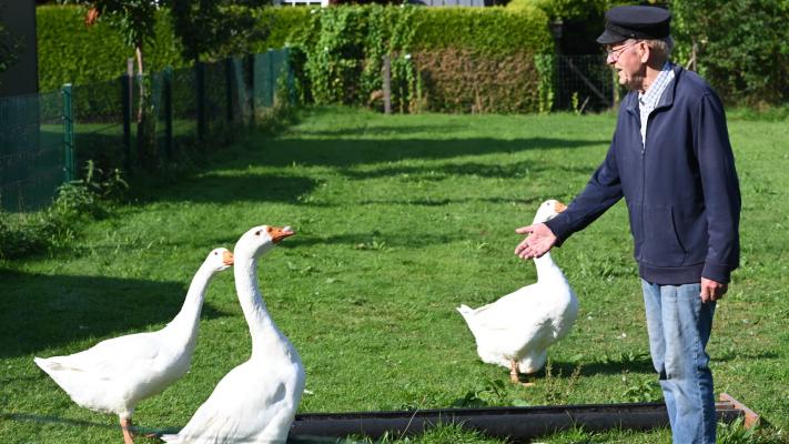 Streit um schnatternde Gänse - 81-Jähriger gibt Tiere ab