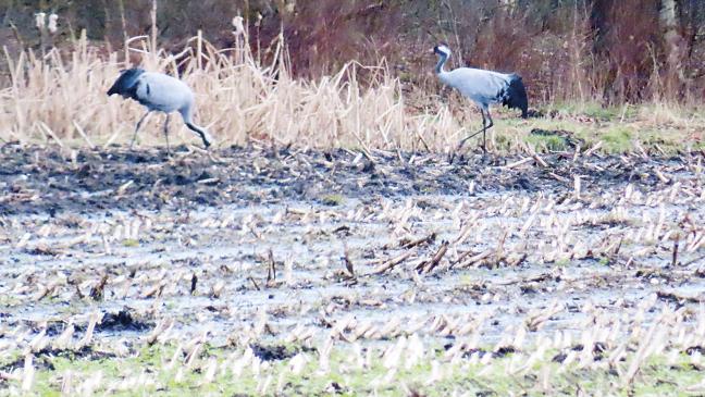 Kraniche stolzieren in Wymeer herum