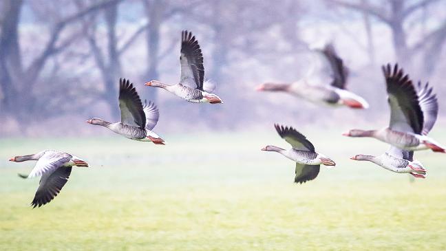 Längere Jagd auf Gänse, Krähen, Elstern