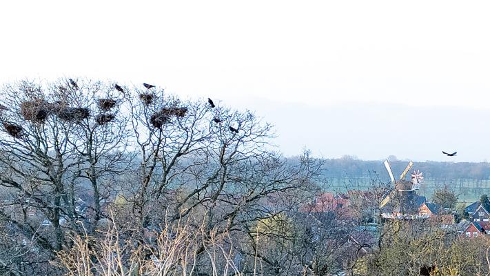 Geht’s Krähen an den Kragen?