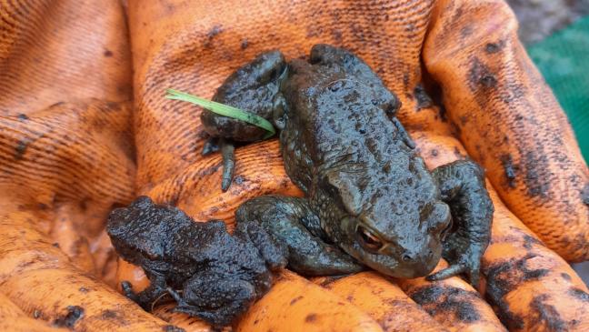 Amphibien kreuzen bei ihrer Wanderung auch Straßen