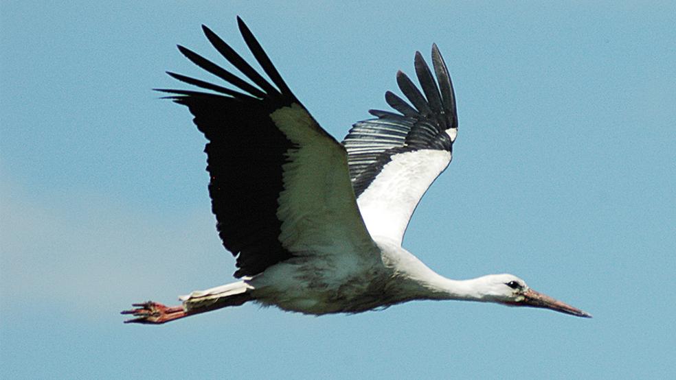 Imposantes Bild: Weißstörche haben eine Flügelspannweite von circa zwei Metern.  © Archivfoto: Szyska