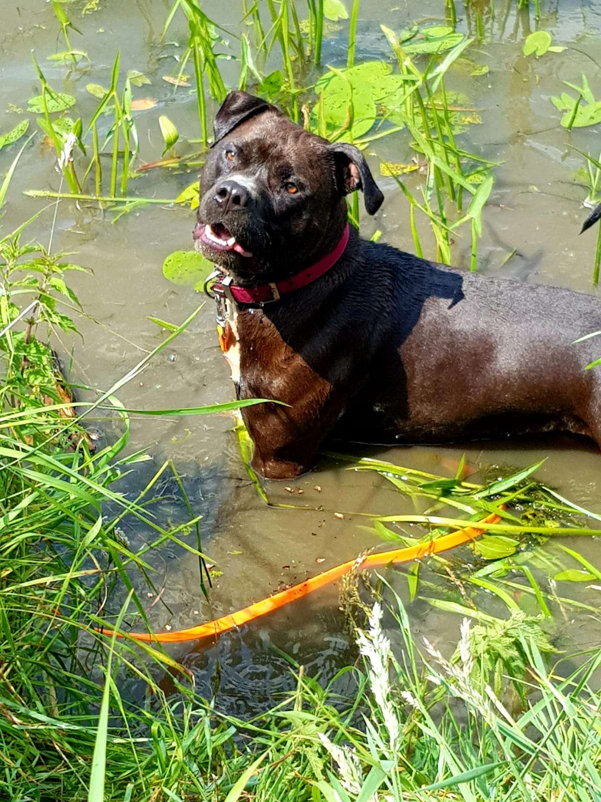 Auch das nasse Element ist seins: »Luke« liebt es manchmal feuchtfröhlich. © Tierschutz Rheiderland