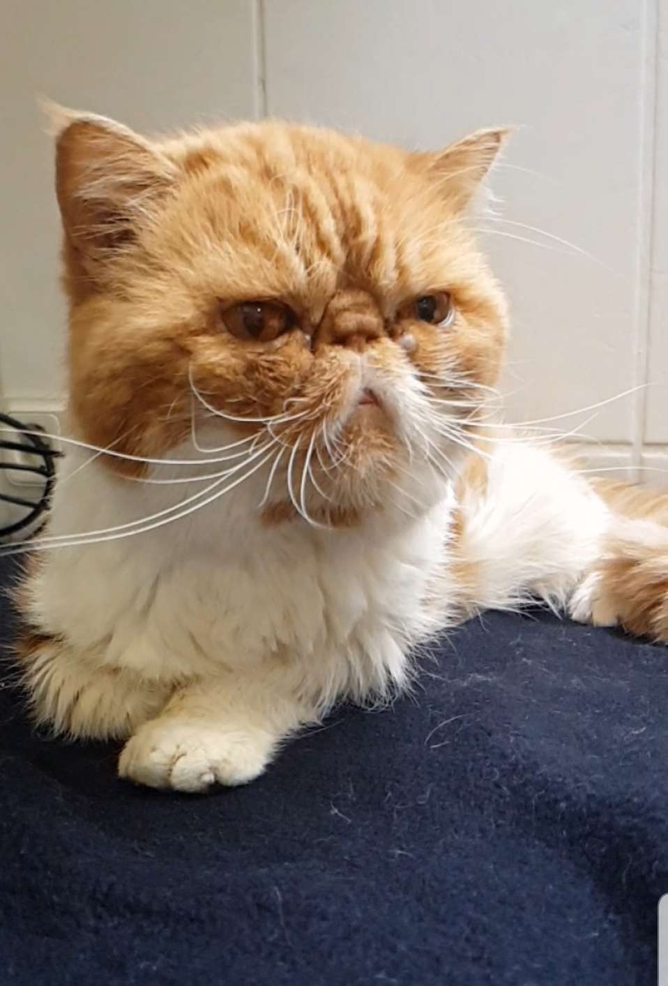 Rijic hat trotz seines flachen Gesichts keinerlei Atembeschwerden. © Tierschutz Rheiderland