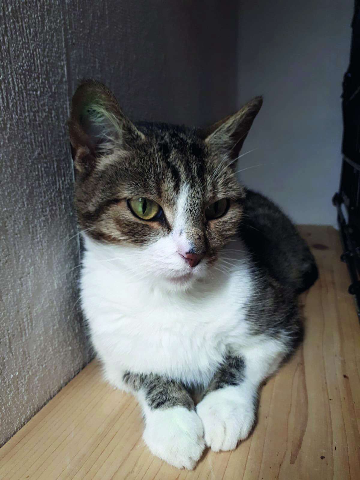 © Streunerkatzen Rheiderland