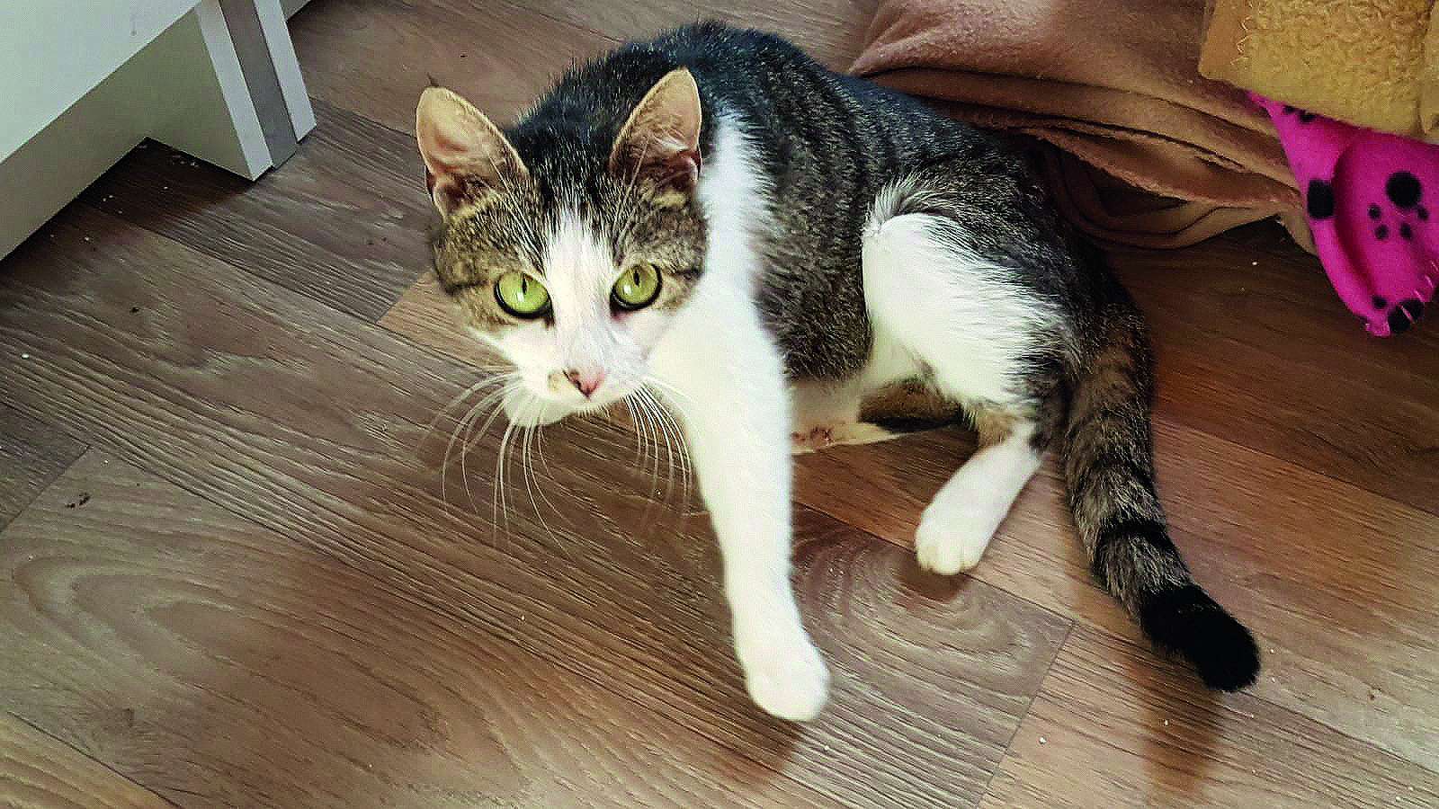 Katze »Gina« ist erst etwa ein Jahr alt und verschmust © Streunerkatzen Rheiderland