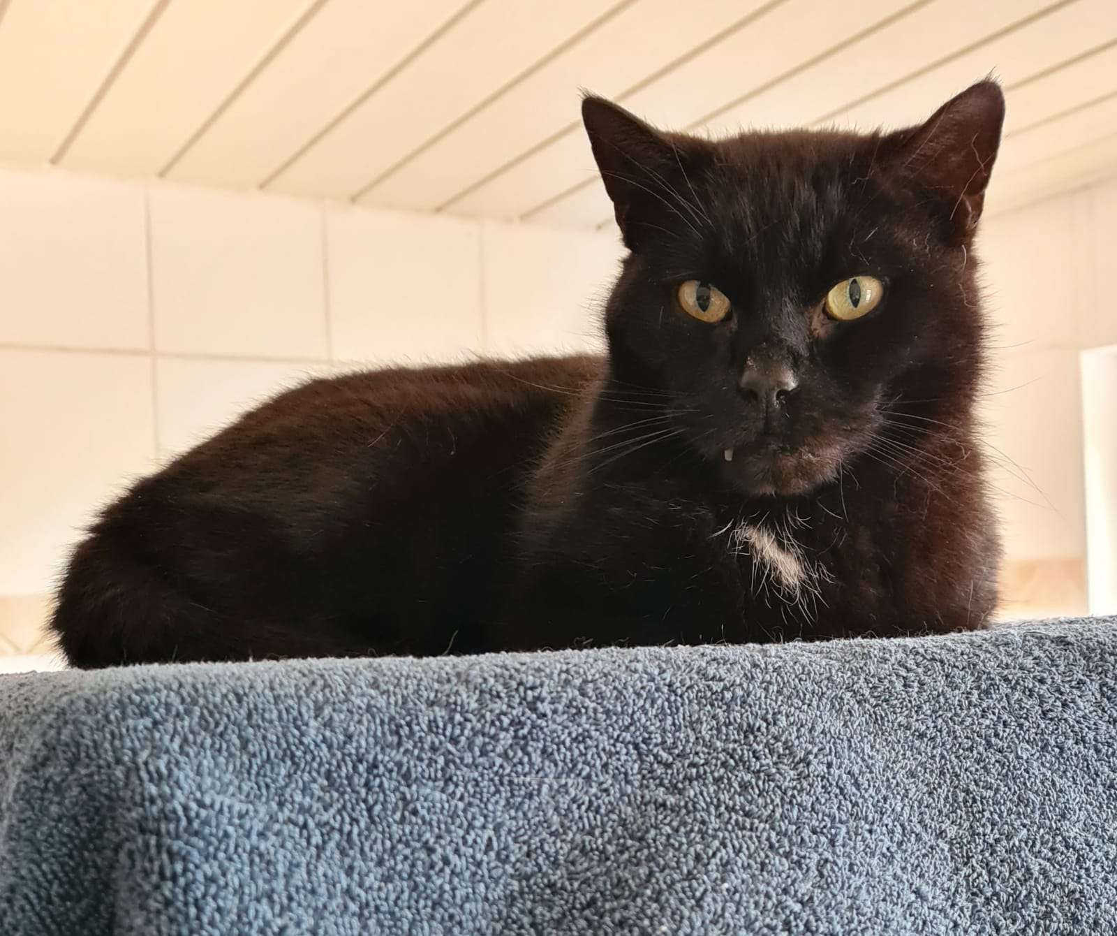 Kater »Eiso« ist zurückhaltend, bis er Menschen richtig kennengelernt hat. © Tierschutz Rheiderland