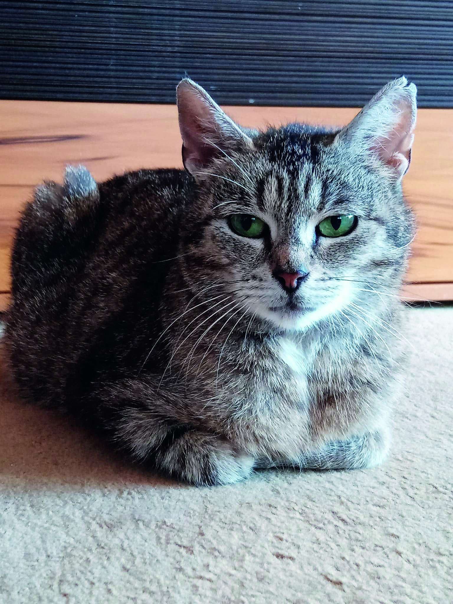 Frieda versteht sich gut mit anderen Katzen. © Streunerkatzen