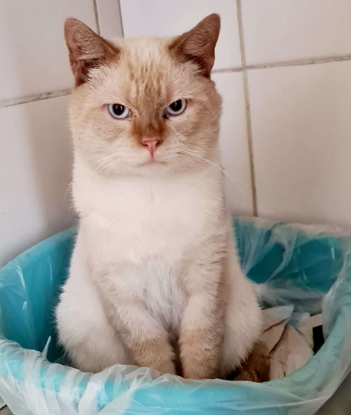 Stolze Erscheinung: Auch Zahir sucht ein Zuhause. © Tierschutz Rheiderland