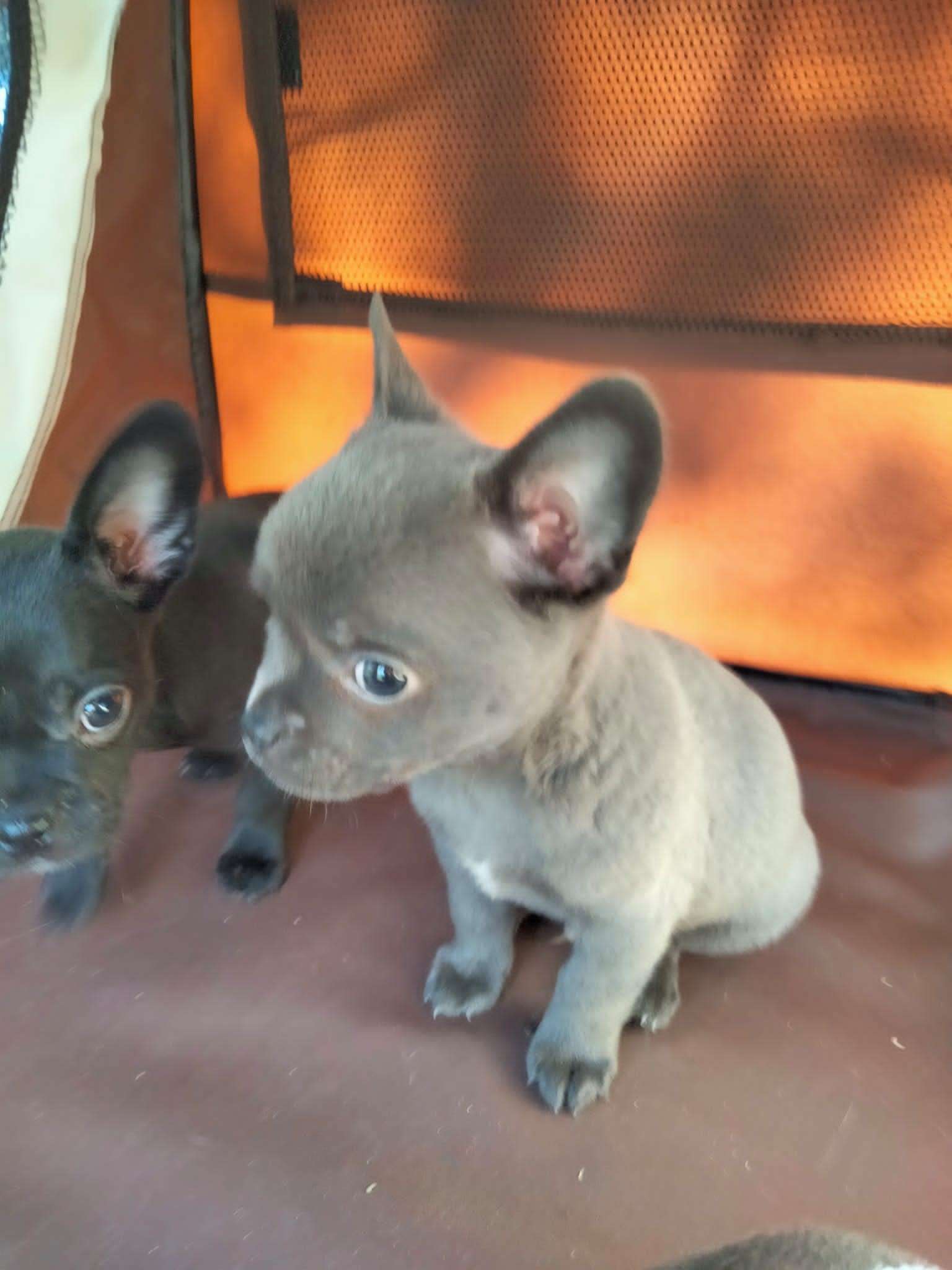 © Fotos: Tierschutz