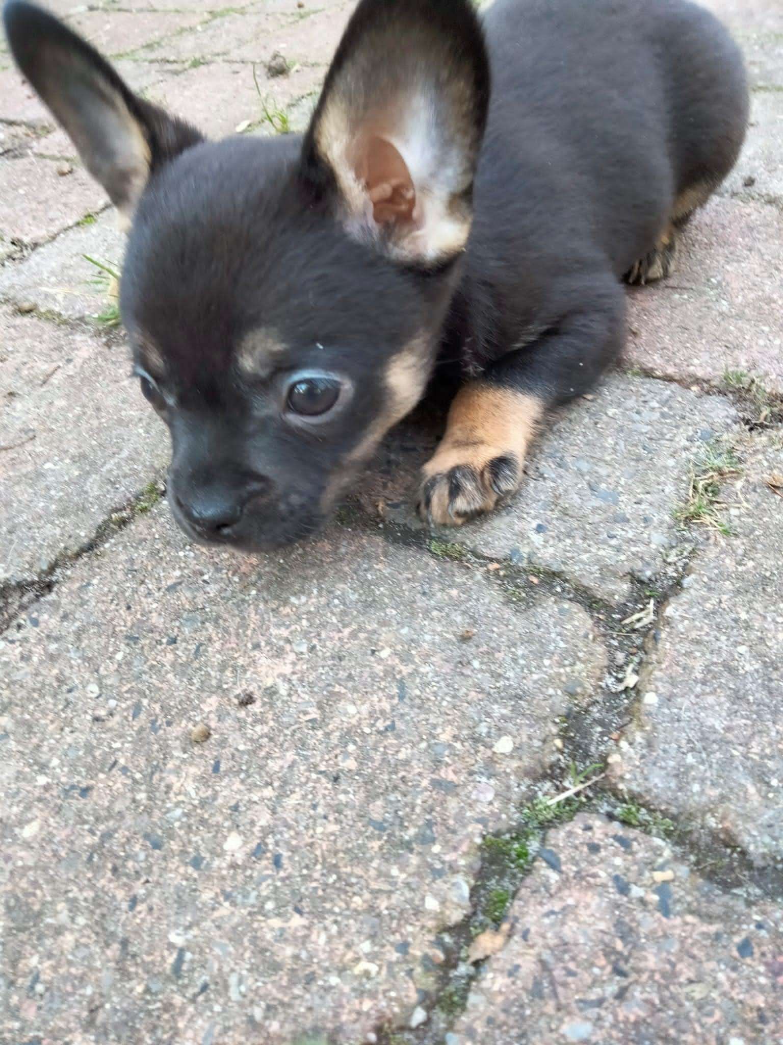 © Fotos: Tierschutz