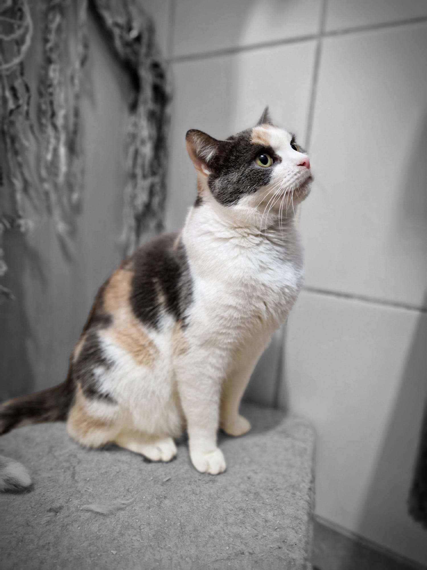 © Fotos: Tierschutz