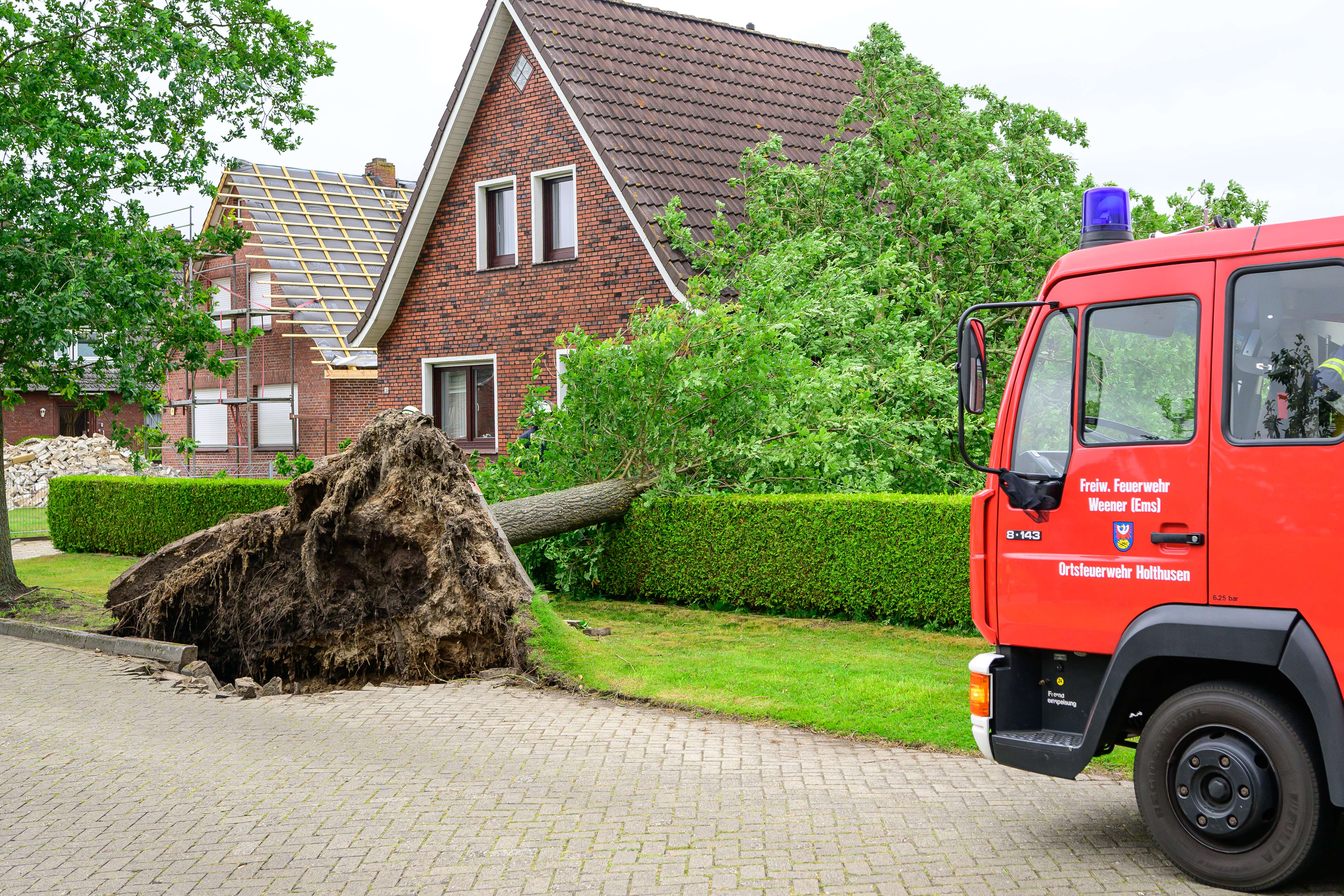 In der Alten Siedlung in Holthusen stürzte ein Baum um und landete dabei zum Teil auf einem Wohnhaus. © Bruins