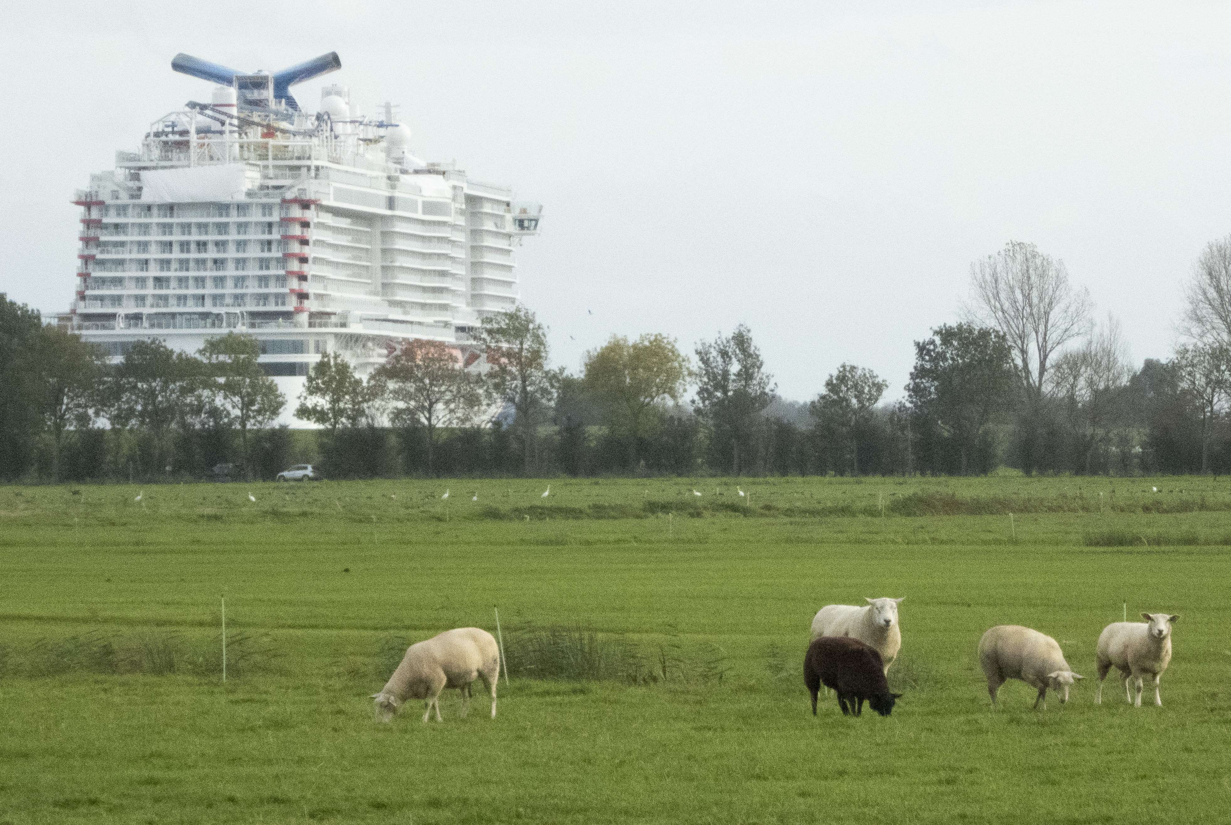 Schafe bei Stapelmoor zeigten sich nicht sonderlich beeindruckt von dem Ozeanriesen. © Hanken