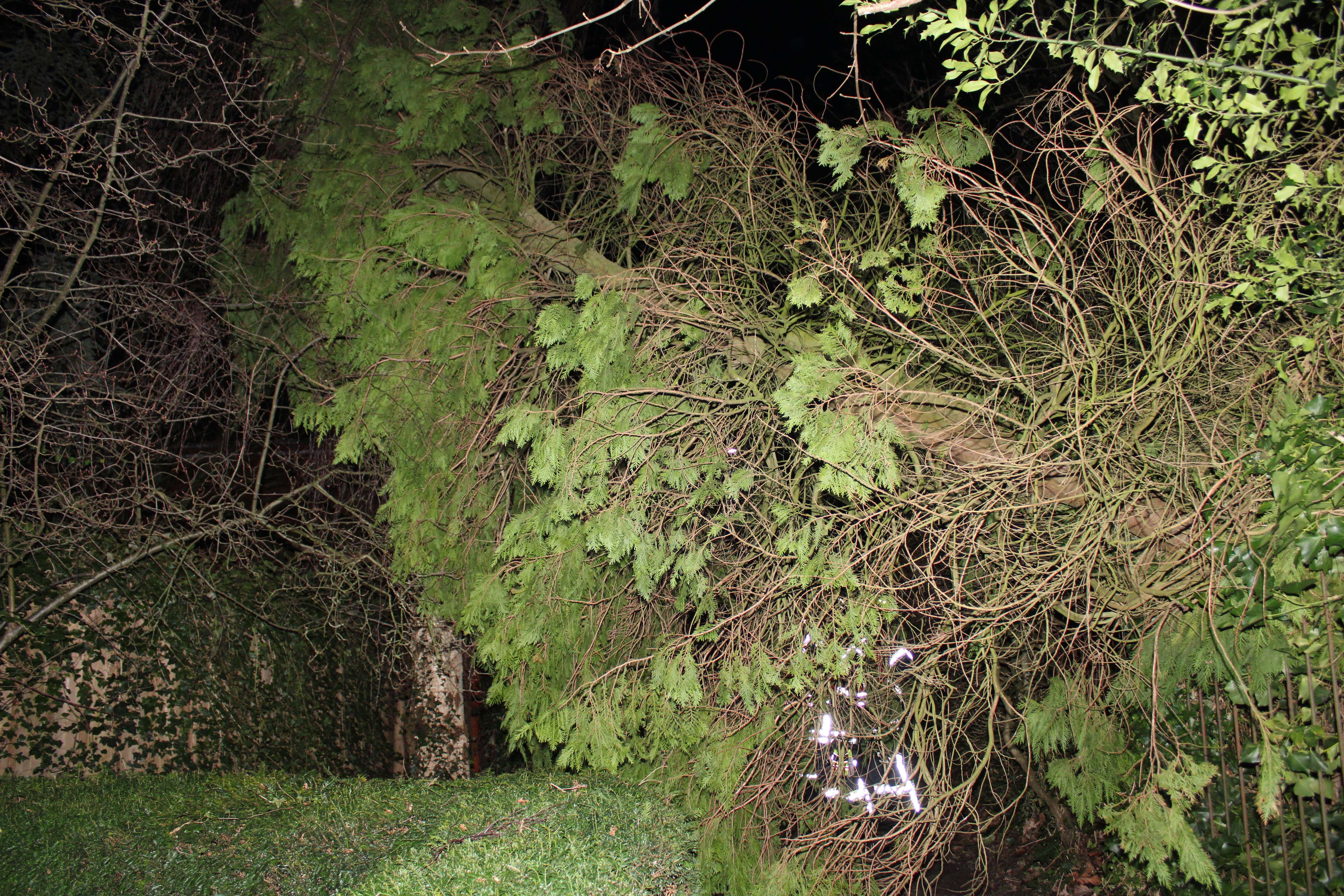 Auf einem rückwärtigen Grundstück der Schulstraße kippte ein Baum um. © J. Rand/Feuerwehr