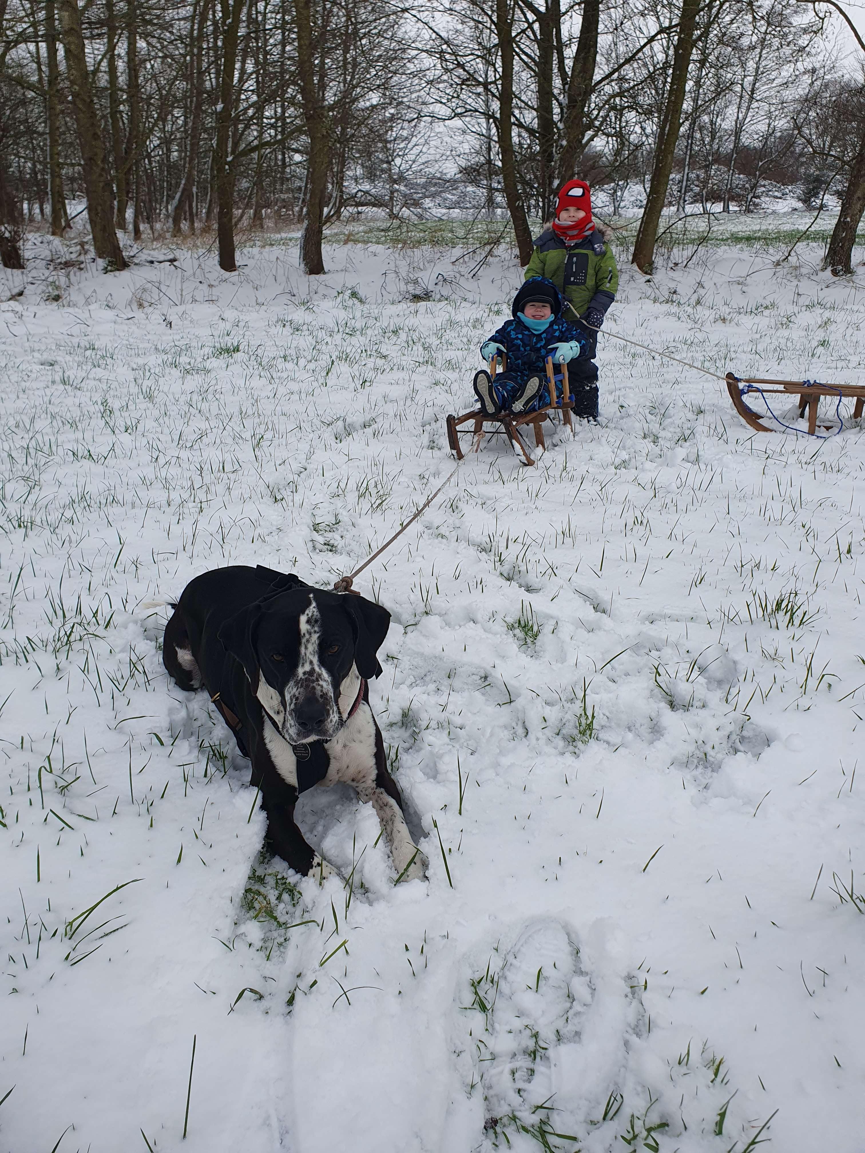 Lukas und Lüko mit Hündin Tessa in Beschotenweg. © Leserfoto: Wenninga